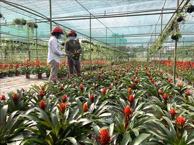 Chị Nguyễn Thị Nga (người bên phải) giới thiệu các giống hoa kiểng cho thương lái. Ảnh: Chương Đài - TTXVN