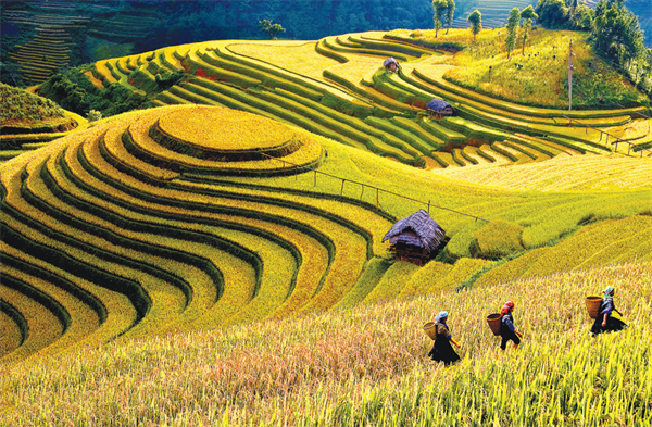 Triển khai Chương trình hành động của Chính phủ về phát triển kinh tế - xã hội vùng trung du và miền núi Bắc Bộ