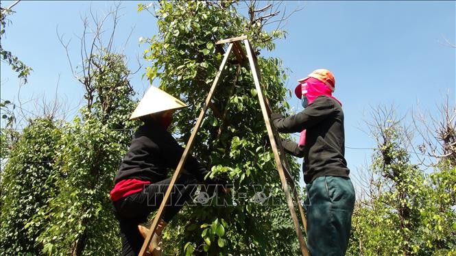 Tiêu Bình Phước được giá vụ đầu xuân