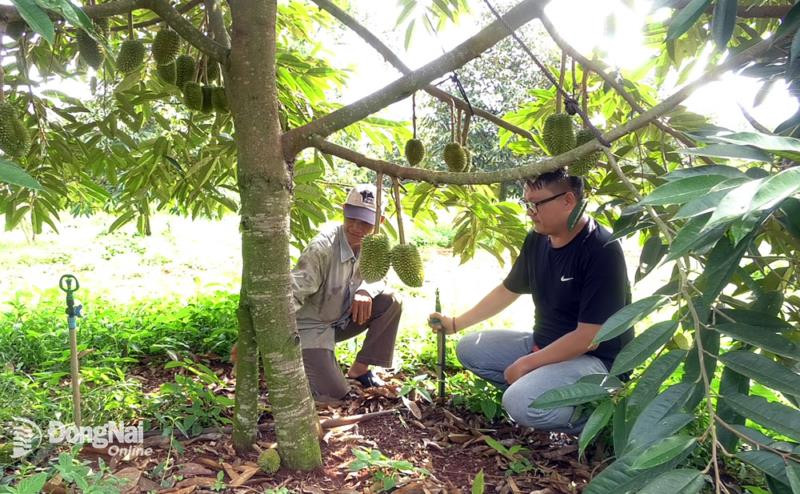 Ông Nguyễn Văn Đức (trái) hướng dẫn người dân trồng sầu riêng ghép 3 gốc. Ảnh: baodongnai.com.vn
