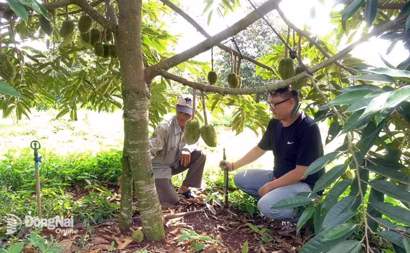 Ông Nguyễn Văn Đức (trái) hướng dẫn người dân trồng sầu riêng ghép 3 gốc. Ảnh: baodongnai.com.vn