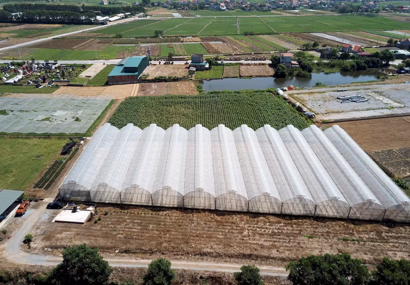 Mô hình sản xuất nông nghiệp theo hướng công nghệ cao của chị Nguyễn Thị Trâm, xã Minh Tân, huyện Lương Tài, tỉnh Bắc Ninh. Ảnh: Đinh Văn Nhiều-TTXVN