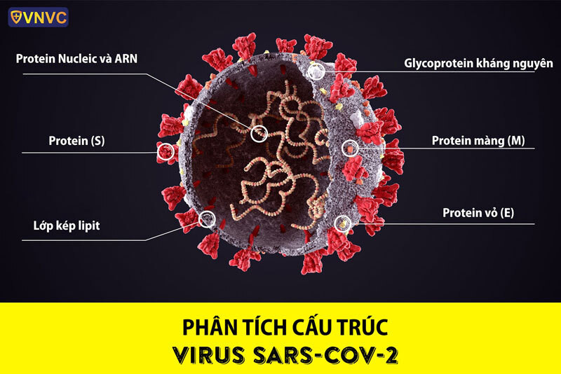 Phát hiện mới về chi tiết cấu trúc của virus SARS-CoV-2