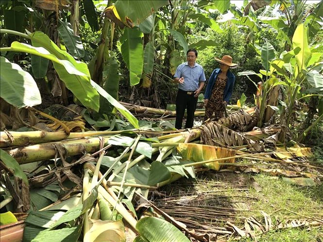 Đồng Nai: Voi rừng thường xuyên xuất hiện tại khu dân cư