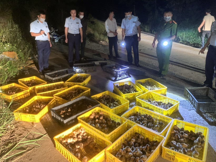 Lạng Sơn liên tiếp thu giữ số lượng lớn gia cầm giống nhập lậu