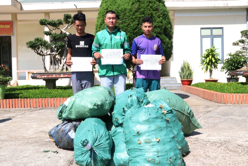 Bộ đội Biên phòng Huổi Luông bắt giữ ba đối tượng vận chuyển sâm không rõ nguồn gốc qua biên giới