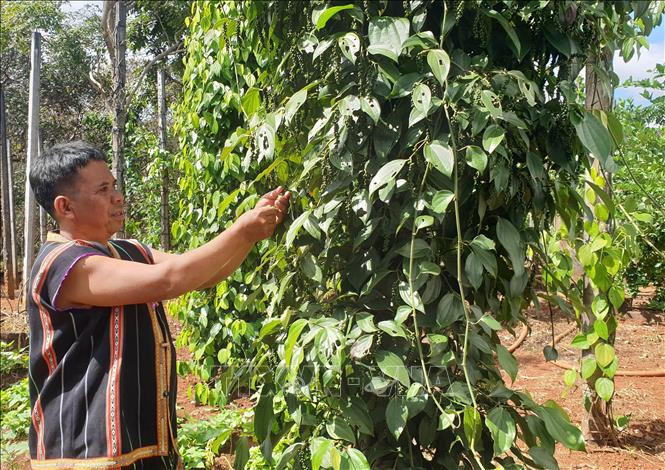 Biết áp dụng khoa học kỹ thuật vào sản xuất, ông Rơ Mah Chel là một trong những người đi đầu trong hoặt động phát triển kinh tế của làng Krêl. Ảnh: Hồng Điệp - TTXVN
