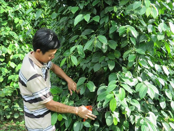 Người dân vùng đồng bào dân tộc Raglai huyện Khánh Sơn chăm sóc hồ tiêu, cây trồng chủ lực giúp đồng bào thoát nghèo, có sinh kế bền vững. Ảnh: Phan Sáu -TTXVN