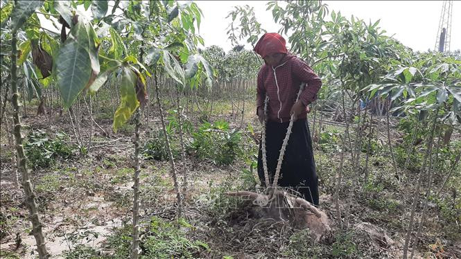 Bà Nay H’Ưng, xã Chư Gu, huyện Krông Pa (Gia lai) vay vốn chính sách ưu đãi để trồng cây mỳ (cây sắn). Ảnh: Hoài Nam - TTXVN