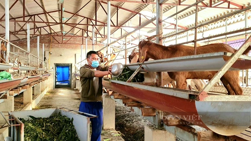 Anh Đoàn Văn Công nuôi dê Boer nhốt chuồng có hiệu quả kinh tế cao