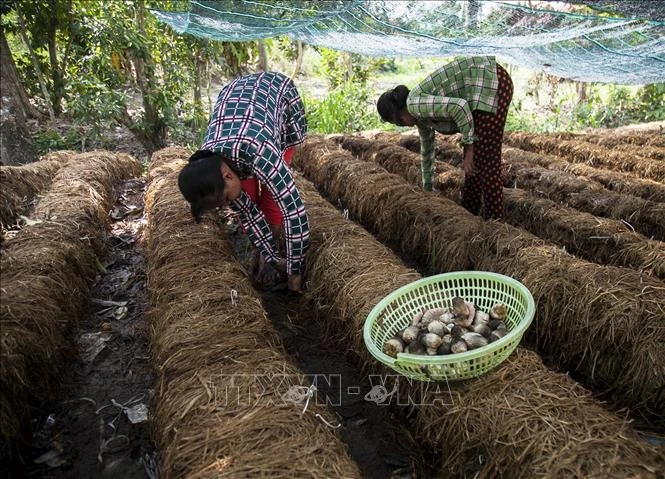 Người dân Khmer ở xã Ngọc Chúc, huyện Giồng Riềng thu hoạch nấm rơm. Ảnh: Hồng Đạt - TTXVN 