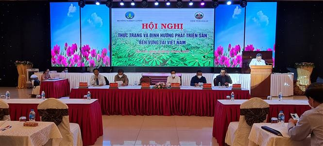 Định hướng phát triển sắn tại Việt Nam