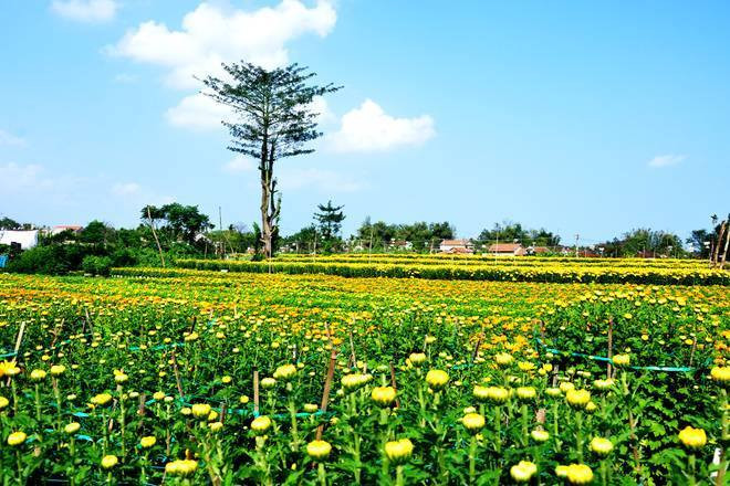 Đưa thương hiệu làng hoa Nghĩa Hiệp vươn xa