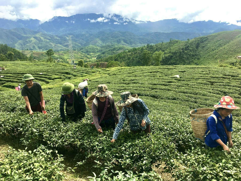 Người dân Lai Châu thu hoạch chè. Ảnh: Nguyễn Oanh – TTXVN