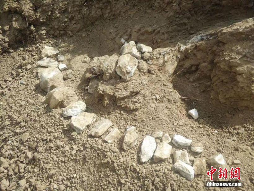 Phát hiện hóa thạch hệ động vật Hipparion 8 triệu năm tuổi ở Tân Cương