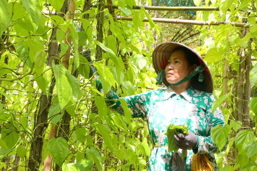 Đưa làng trầu Vị Thủy trở thành điểm du lịch ấn tượng