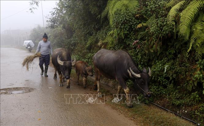 Người dân vùng cao thị xã Sa Pa chủ động di chuyển đàn trâu xuống vùng thấp chống rét. Ảnh: Quốc Khánh - TTXVN