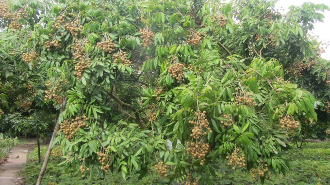 Hưng Yên ứng dụng công nghệ tưới tự động thâm canh nhãn