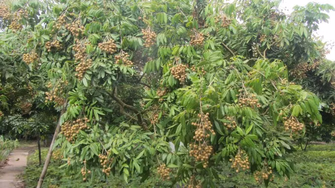 Hưng Yên ứng dụng công nghệ tưới tự động thâm canh nhãn