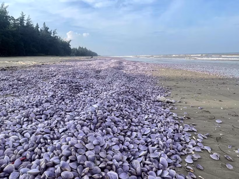 Ngao tự nhiên chết bất thường và trôi dạt vào bờ biển Thanh Hóa