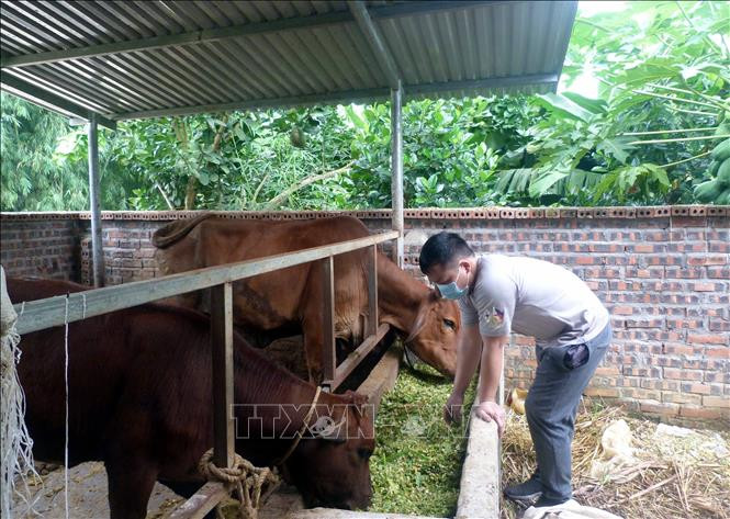 Anh Ma Văn Chức, dân tộc Tày, thôn Ao Họ, xã Minh Hương (Hàm Yên, Tuyên Quang) chăm sóc đàn bò của gia đình. Ảnh Vũ Quang – TTXVN