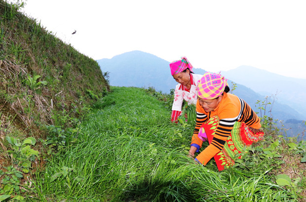 Đổi thay nơi vùng biên Lao Chải