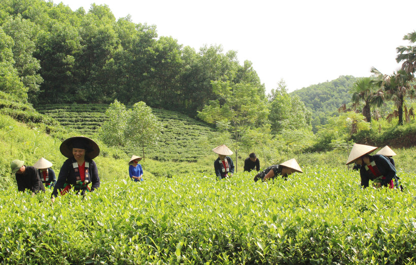 Phát triển vùng sản xuất chè an toàn ở xóm Đồng Tâm, xã Tức Tranh góp phần nâng cao thu nhập và thu hút khách du lịch. Ảnh: Hoàng Nguyên - TTXVN