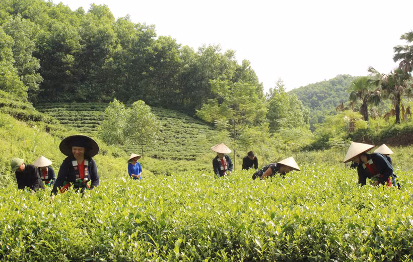 Phát triển vùng sản xuất chè an toàn ở xóm Đồng Tâm, xã Tức Tranh góp phần nâng cao thu nhập và thu hút khách du lịch. Ảnh: Hoàng Nguyên - TTXVN