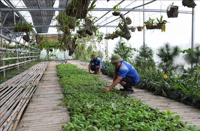 Chăm sóc vườn rau trong nhà màng tại Hợp tác xã Sản xuất, Thương mại và dịch vụ Organic (Bắc Giang). Ảnh: Danh Lam - TTXVN