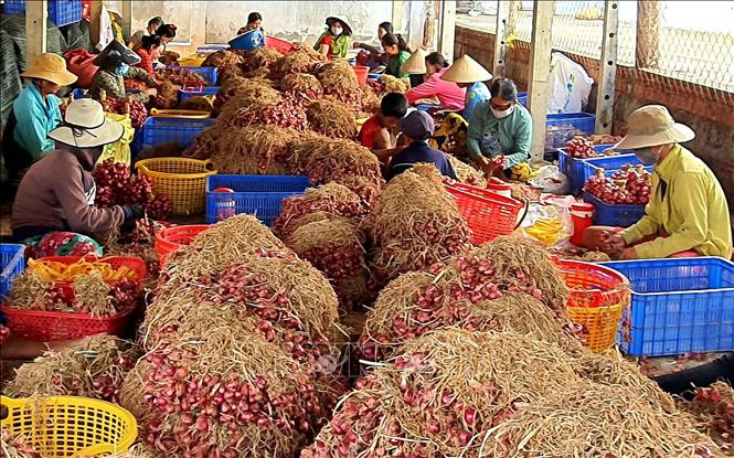 Sóc Trăng: Khẩn trương hỗ trợ tiêu thụ hành tím