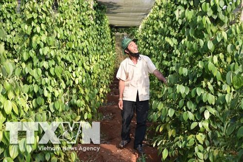 Vườn tiêu sạch khoảng 15.000 trụ tiêu tại xã Nam Yang, huyện Đăk Đoa ứng dụng công nghệ tiên tiến, bón phân hữu cơ và vi sinh. Ảnh: Hồng Điệp - TTXVN
