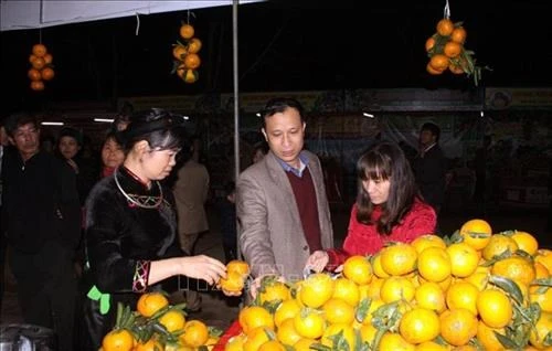 Cam sành Hàm Yên. Ảnh: TTXVN