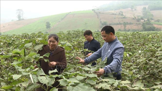 Trồng cây gai xanh - Hướng mới thoát nghèo của người dân huyện miền núi Cẩm Thủy