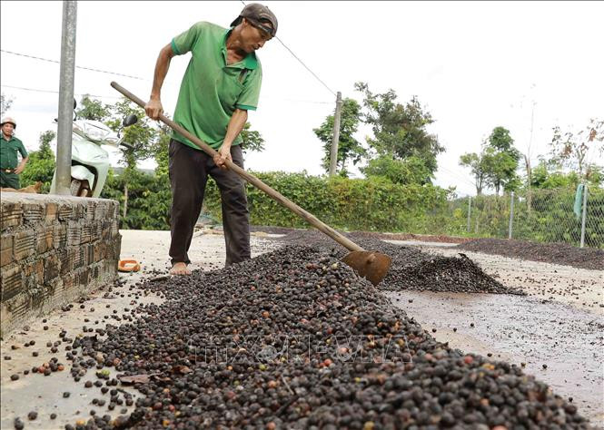Hội Nông dân tỉnh Đắk Nông hỗ trợ người dân vay vốn sản xuất. Ảnh: Vũ Sinh-TTXVN
