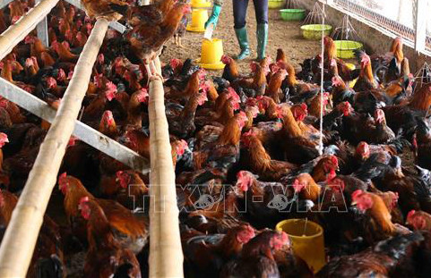 Khánh Hòa giám sát chặt dịch bệnh gia súc, gia cầm khi thời tiết trở lạnh