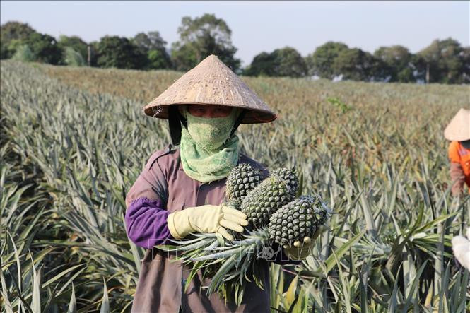Người dân thôn Bãi Sải, xã Quang Sơn, thành phố Tam Điệp, thu hoạch dứa. Ảnh: Đức Phương - TTXVN