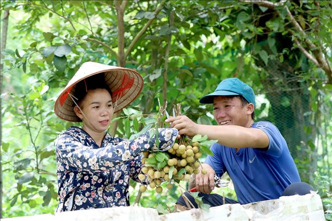 Nhãn Sông Mã - Sơn La vươn ra thị trường quốc tế