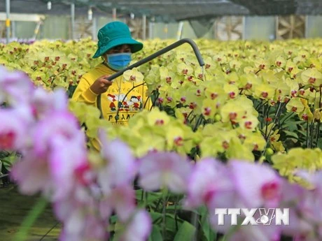 Thủ phủ hoa Lâm Đồng chuẩn bị cho đợt cao điểm vụ Tết