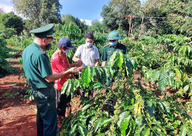Các đảng viên Biên phòng tăng cường sinh hoạt tại Chi bộ làng Ba (xã Ia Pnôn, huyện Đức Cơ) hướng dẫn người dân kỹ thuật chăm sóc cây cà phê. Ảnh: 