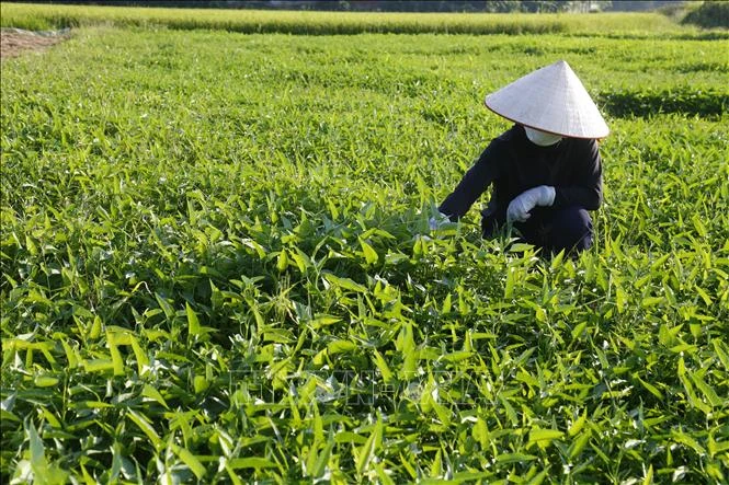“Trụ đỡ” nông nghiệp - Vẫn cần thêm trợ lực