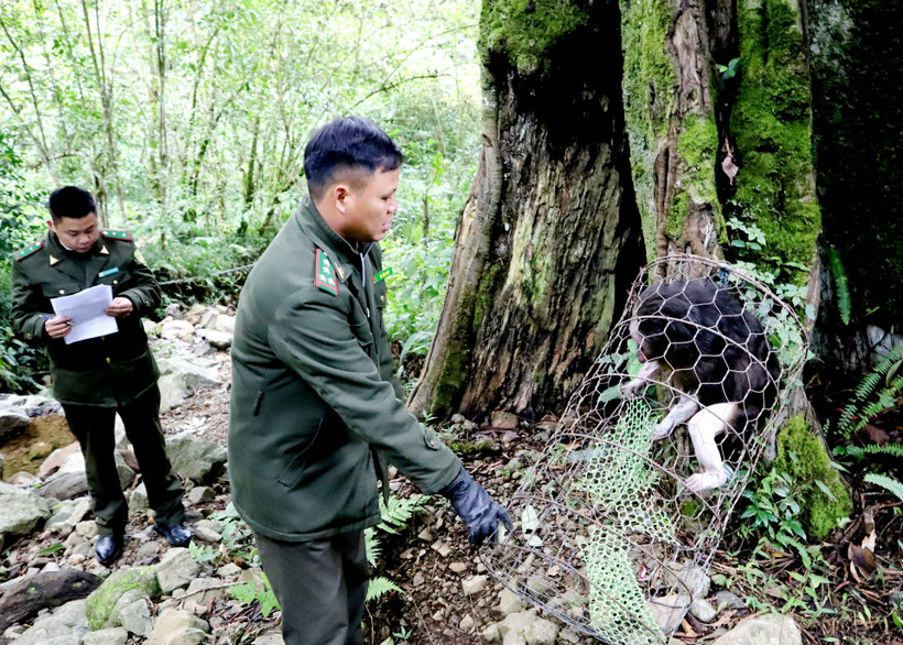 Hạt Kiểm lâm huyện Mèo Vạc thả cá thể khỉ mặt đỏ về môi trường tự nhiên. Ảnh: baohagiang.vn
