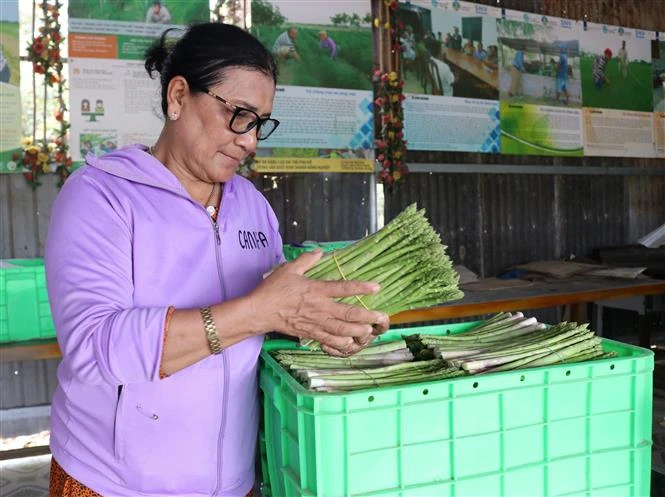Chị Châu Thị Xéo, Giám đốc Hợp tác xã dịch vụ nông nghiệp tổng hợp Châu Rế (xã Phước Hải, huyện Ninh Phước) kiểm tra sản phẩm măng tây thu mua của xã viên. Ảnh: Nguyễn Thành – TTXVN 