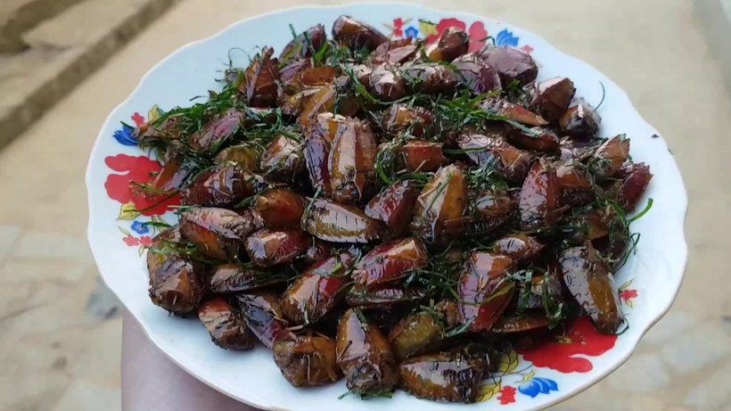 Ăn bọ xít rang, cả nhà ngộ độc