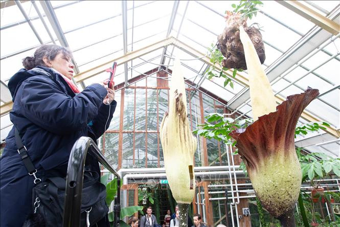 Hoa xác thối khổng lồ nở hoa tại vườn thực vật ở Hà Lan 