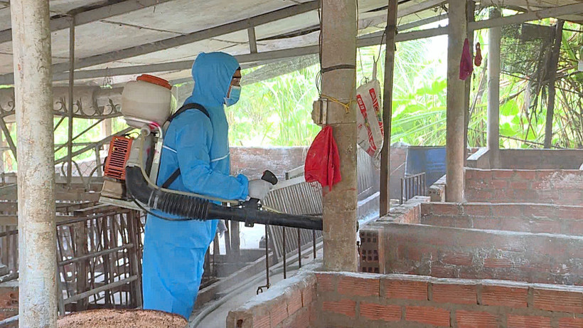 Lào Cai tập trung khoanh vùng, truy xuất nguồn gốc ổ dịch tả lợn châu Phi