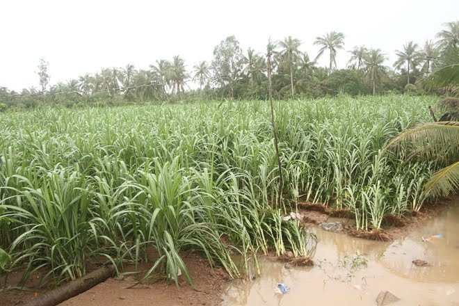 Nhiều diện tích lúa Hè Thu ở Sóc Trăng bị đổ do mưa dông