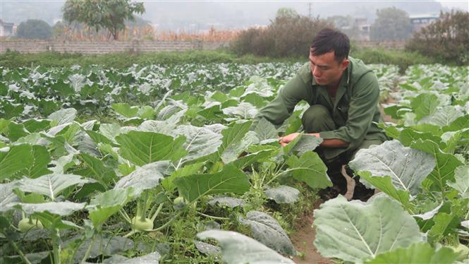 Nông dân thôn Làng Kim, xã Quang Kim, huyện Bát Xát, Lào Cai chăm sóc cây trồng vụ đông. Ảnh: Hương Thu-TTXVN 