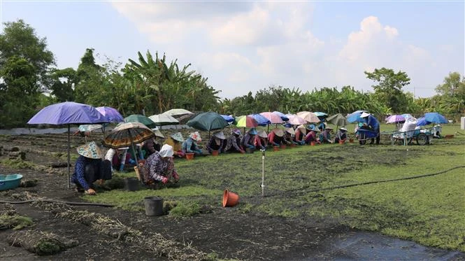 Phụ nữ ấp Đông Quới có thêm thu nhập từ công việc trồng cỏ nhung thuê. Ảnh: Nhựt An - TTXVN 