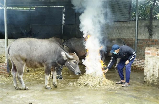 Ông Nguyễn Văn Giới, thôn 11, xã Thanh Chăn, huyện Điện Biên (tỉnh Điện Biên), đốt lửa sưởi ấm cho gia súc. Ảnh: Xuân Tư – TTXVN