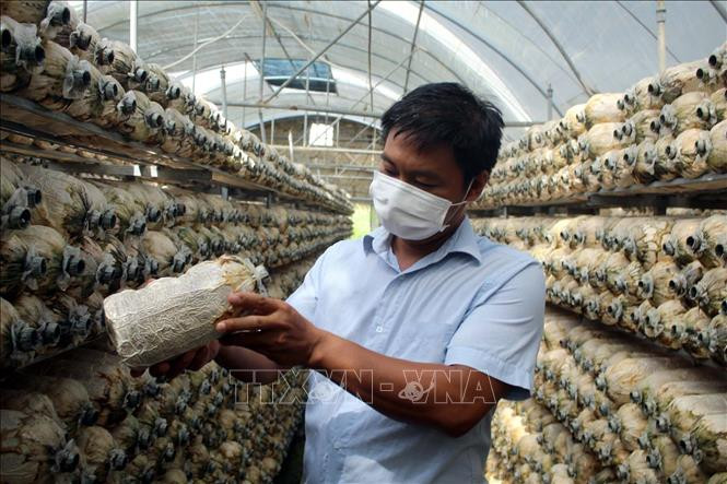 Anh Lê Đình Trúc với mô hình trồng nấm an toàn. Ảnh: Nguyễn Nam-TTXVN